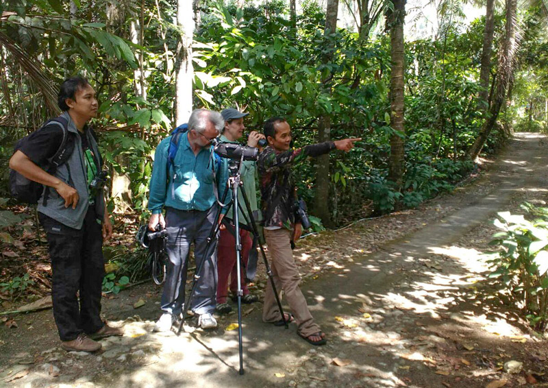 Birdwatching in Java near Jogjakarta