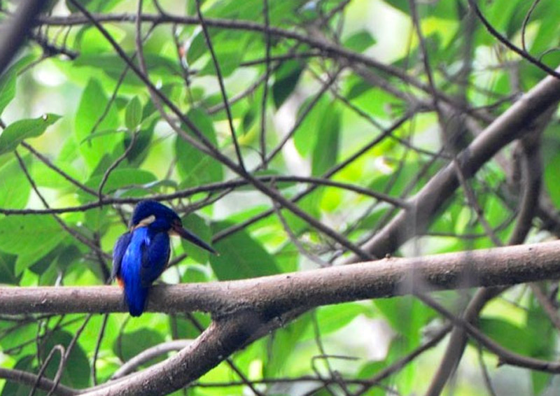 Kingfisher in the trees